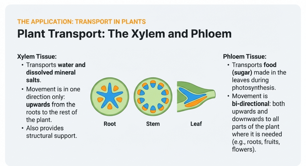 17. lower sec science plant transport xylem phloem 17. lower sec science plant transport xylem phloem