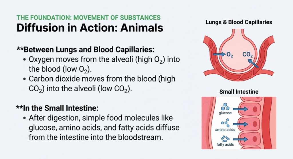 4. lower sec science diffusion in animals 4. lower sec science diffusion in animals