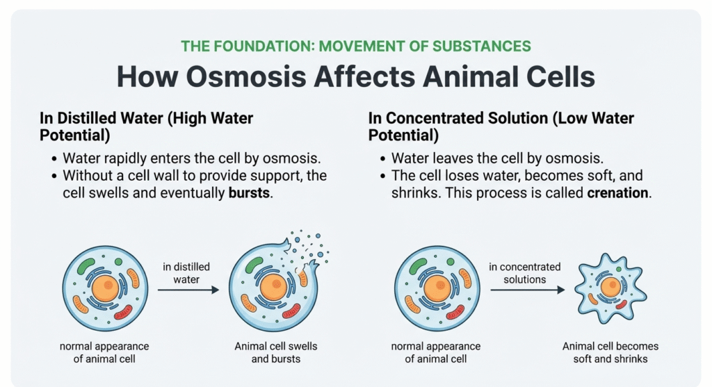 9. lower sec science osmosis animal cells 9. lower sec science osmosis animal cells